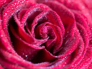 Red Rose with Drops Close Up