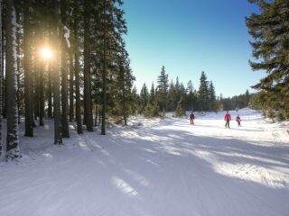 Photo of Amazing Sun Through Snowy Forest